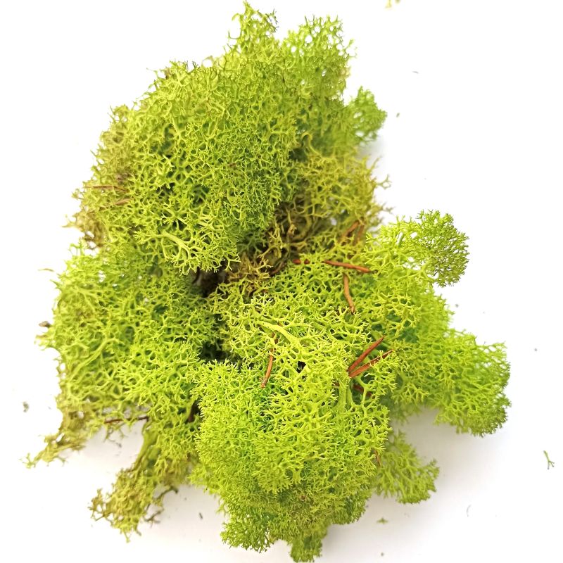 Mech dekorační zelený 20g